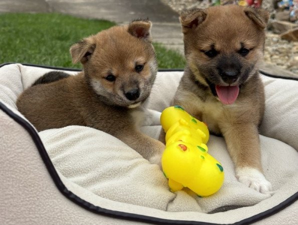 Shiba inu