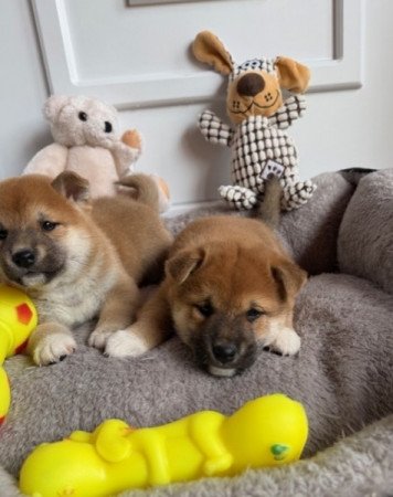 Shiba inu