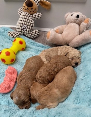 Maltipoo