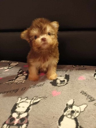 Bichon Havanese