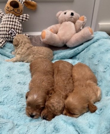 Maltipoo