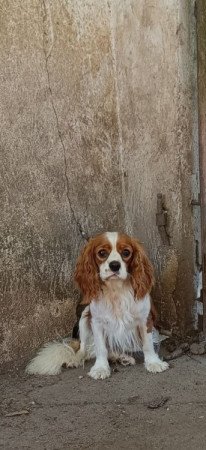 Cavalier king charles spániel