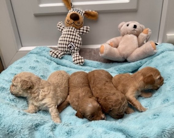 Maltipoo