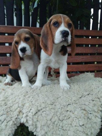 Beagle