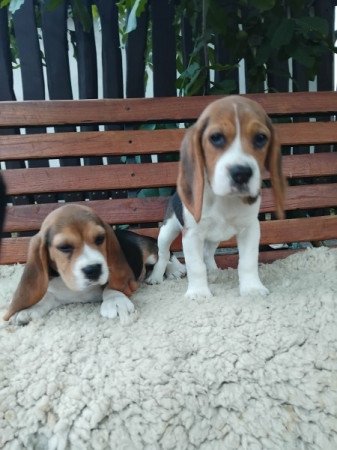 Beagle