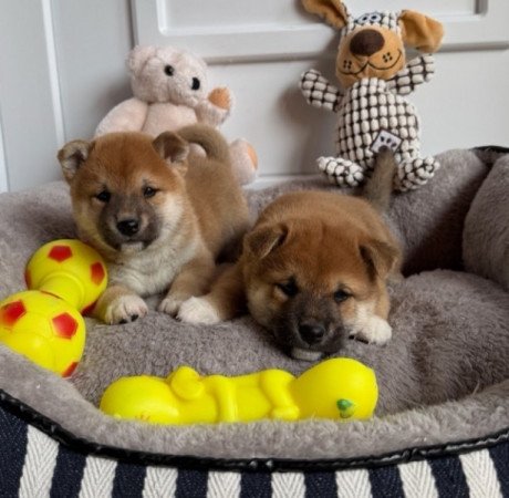 Shiba inu