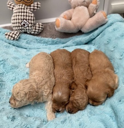 Maltipoo