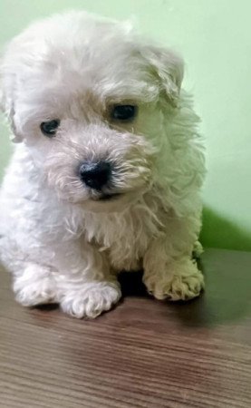 Bichon havanese