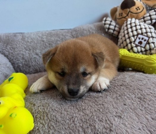 Shiba inu
