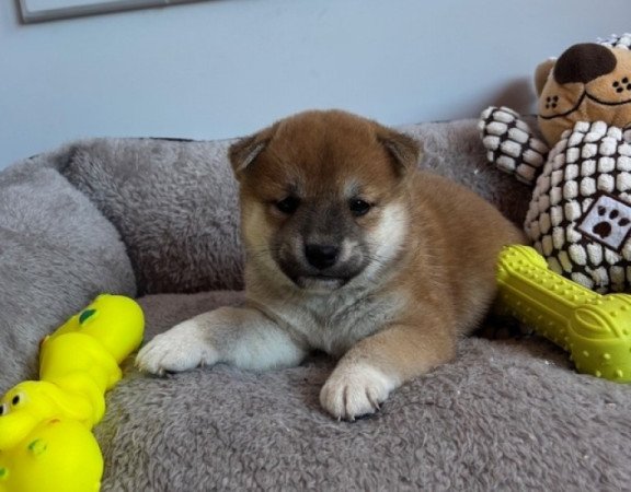 Shiba inu