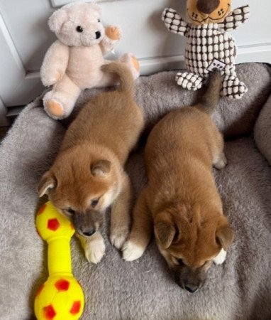 Shiba inu