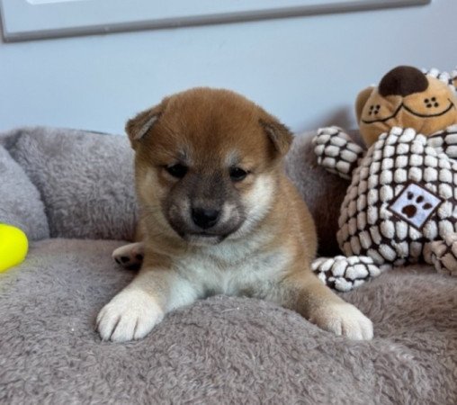 Shiba inu