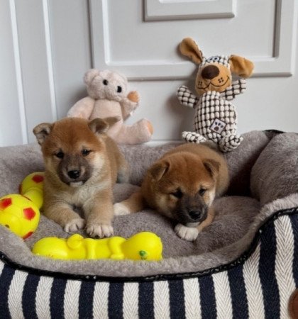 Shiba inu