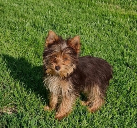 Yorkshire terrier