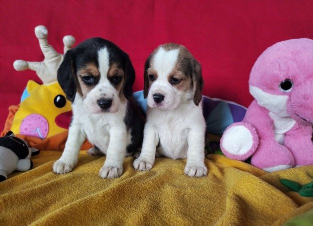 Beagle