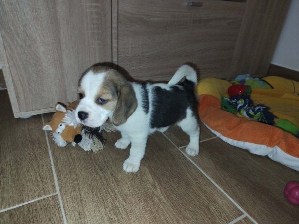 Beagle