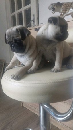 Mopsz