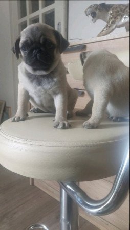 Mopsz