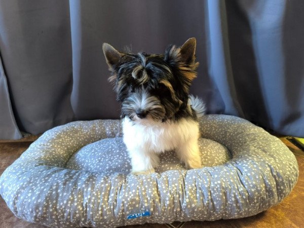 Yorkshire terrier