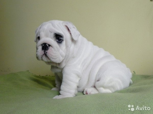 angol bulldog