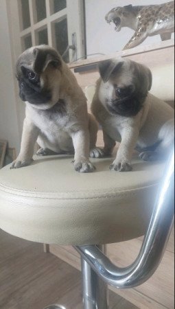Mopsz