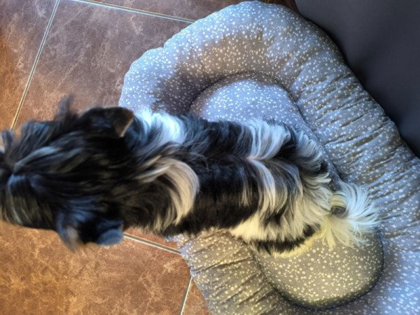 Yorkshire terrier