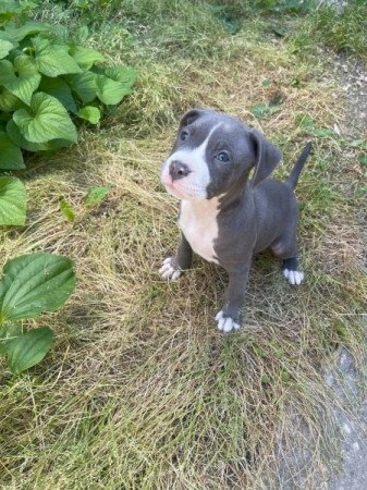Amerikai Staffordshire terrier (Amstaff)