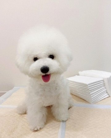 Bichon Frise