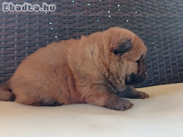 Csau csau Chow Chow