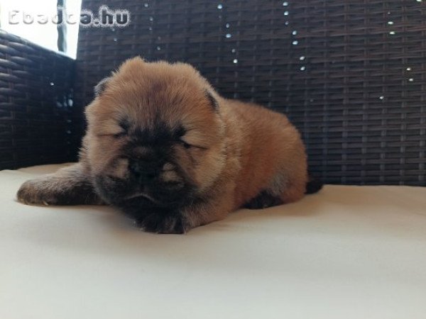 Csau csau Chow Chow