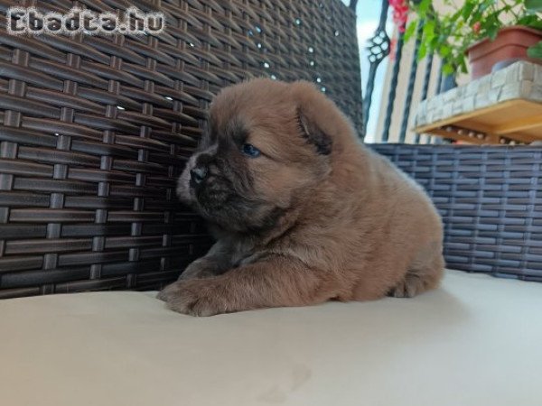 Csau csau Chow Chow