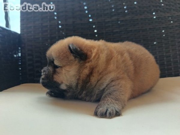 Csau csau Chow Chow