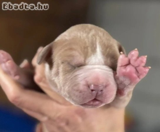 Registered English bulldog puppies