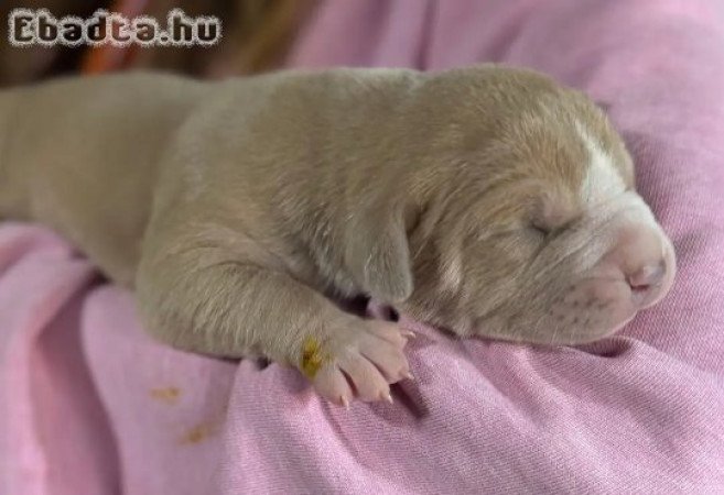 Registered English bulldog puppies