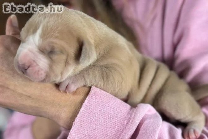 Registered English bulldog puppies