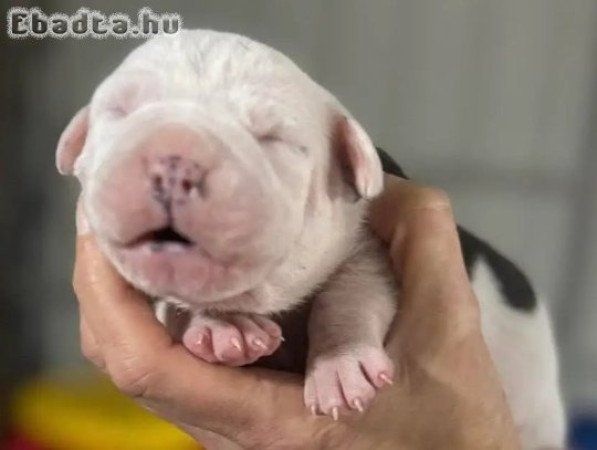 Registered English bulldog puppies