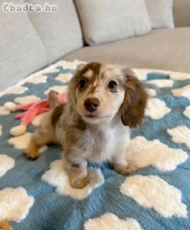 Dachshund puppies for sale to good Homes