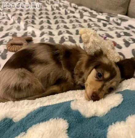 Dachshund puppies for sale to good Homes