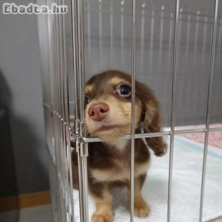 Mini dachshund puppy for sale