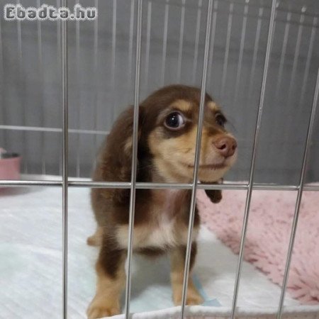 Mini dachshund puppy for sale