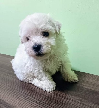 Bichon havanese