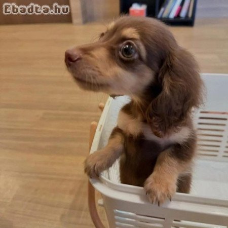 Mini dachshund puppy for sale