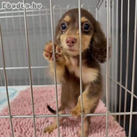 Mini dachshund puppy for sale