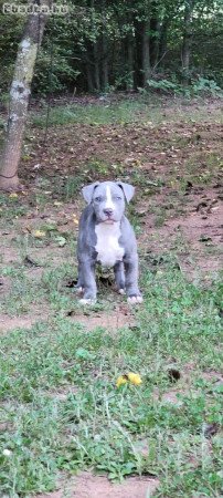 American pitbull  and bulldog for sale