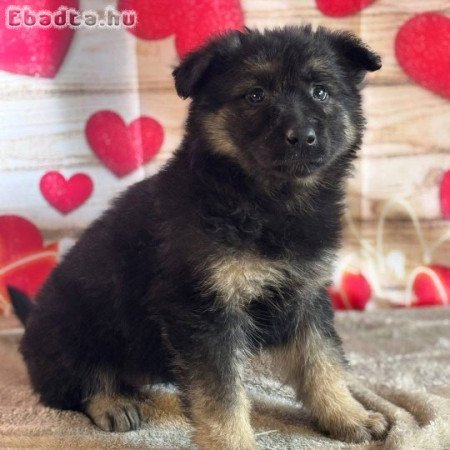 Registered German shepherd puppies