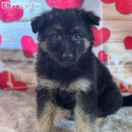 Registered German shepherd puppies