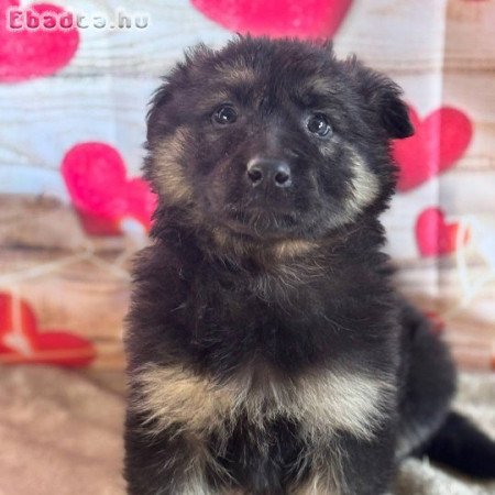 Registered German shepherd puppies