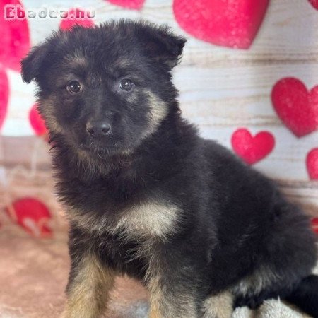 Registered German shepherd puppies