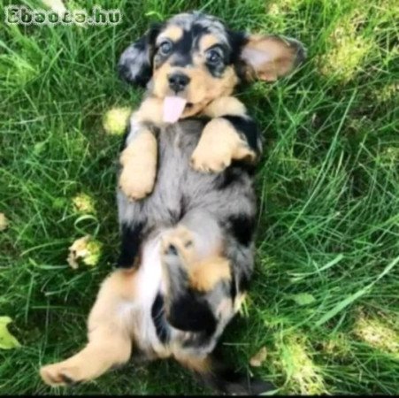 Registered mini dachshund