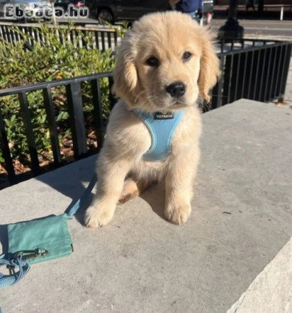 Registered mini dachshund